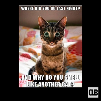 humorous cute cat meme