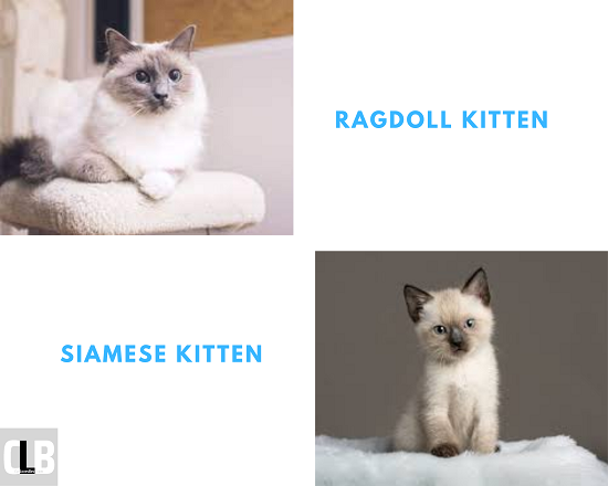 is ragdoll different from siamese cats