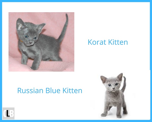 korat cat and russian blue cat breed difference