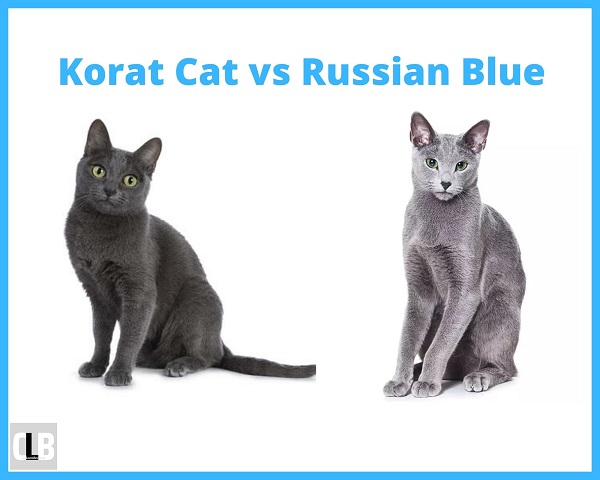 korat cat vs russian blue cat