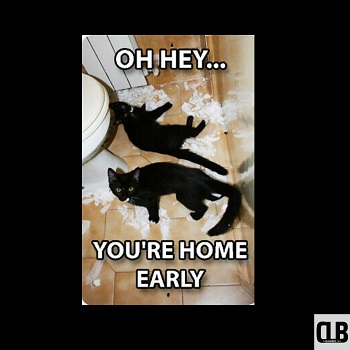 laughing black cat memes