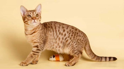 leopard looking cat breeds