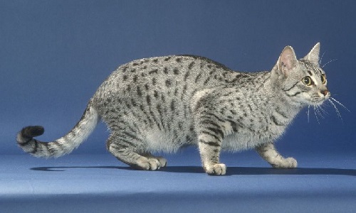 leopard looking domestic cat