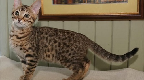 leopard print cats