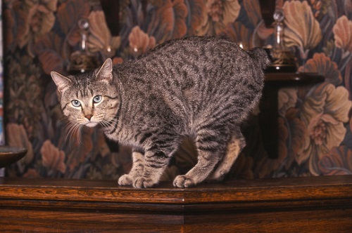 leopard print house cat