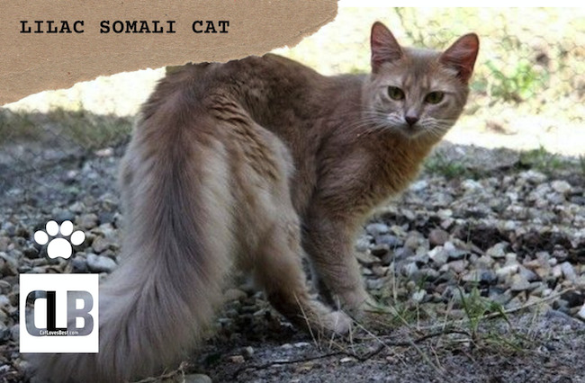 lilac somali cat