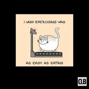 lovely cat cute meme
