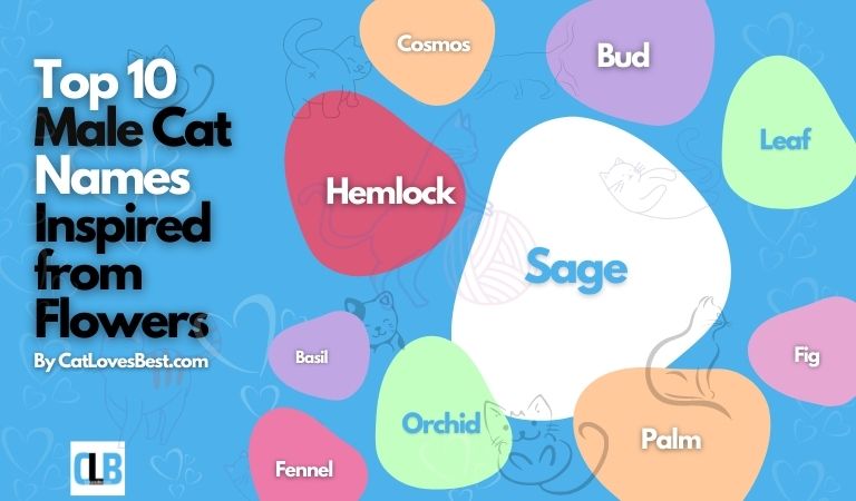 male cat names inspired from flowers