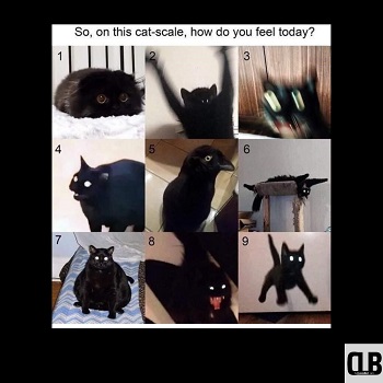 moody black cat memes