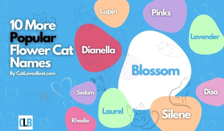 more popular flower cat names