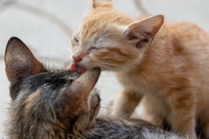 mutual grooming cats