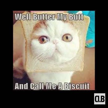 naughty cute cat meme