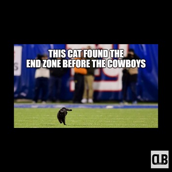nfl black cat meme