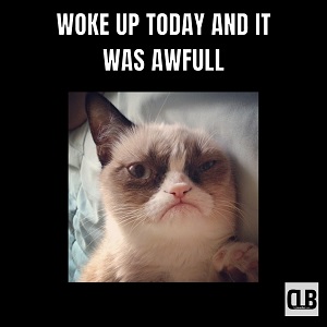 office grumpy cat meme