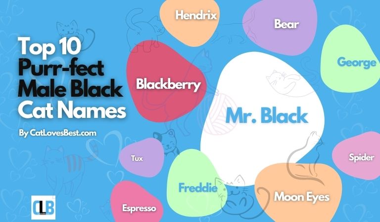 perfect male black cat names