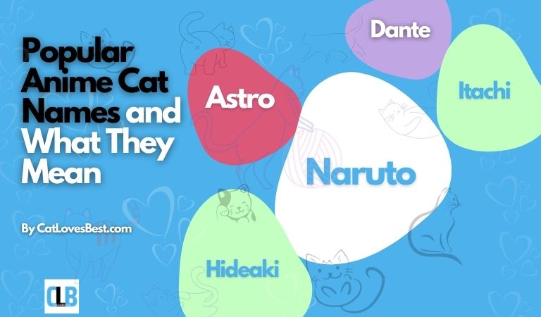 popular anime cat names and what they mean