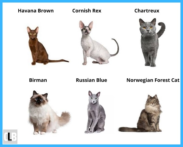 quiet cat breeds