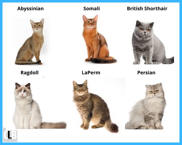 quietest cat breeds