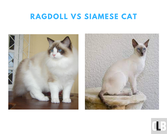 ragdoll vs siamese cat