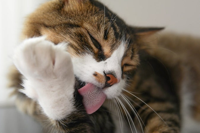 reasons cats lick themselves when petted