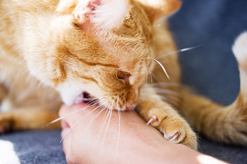 reasons why cats bite unprovoked