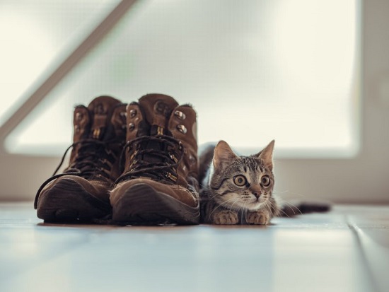 reasons why cats love shoes