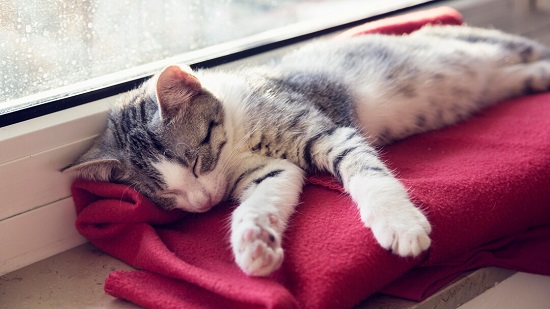 reasons why cats sleep so much