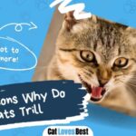 reasons why cats trill