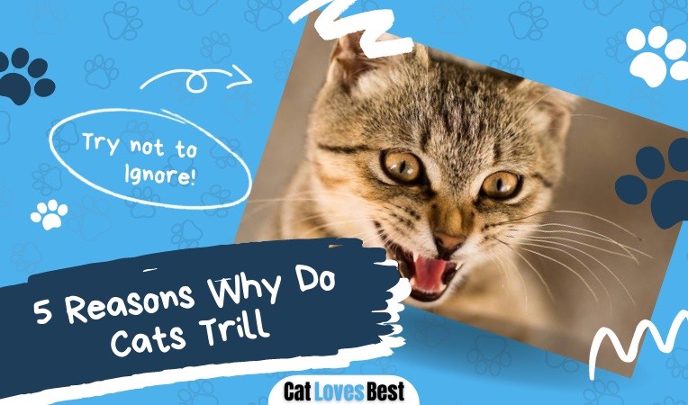 reasons why cats trill