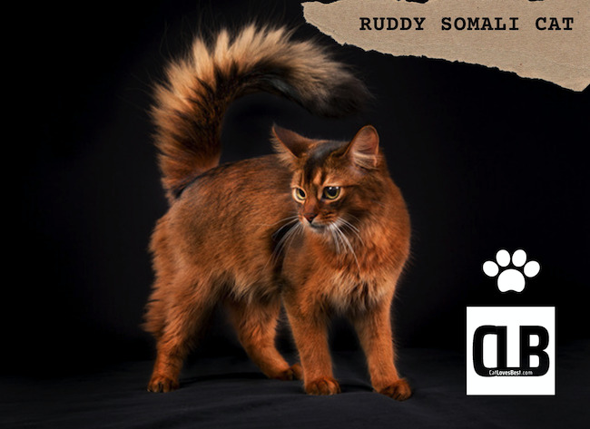 ruddy somali cat
