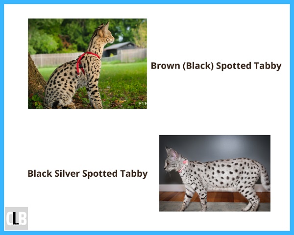 savannah cat colors