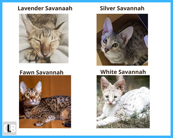 savannah cat markings