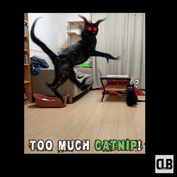 screaming catnip black cat meme