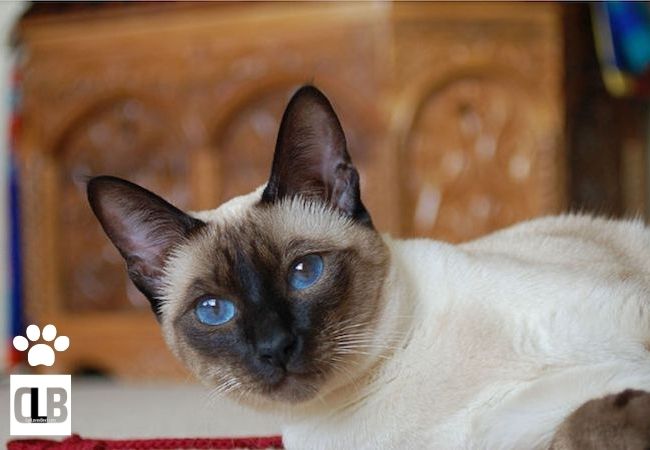 siamese seal point as pet