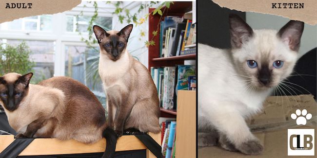 siamese seal point kittens and adult