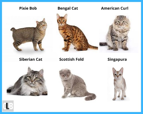 silent cat breeds that don’t meow a lot