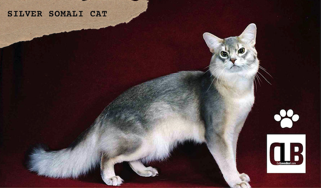 silver somali cat