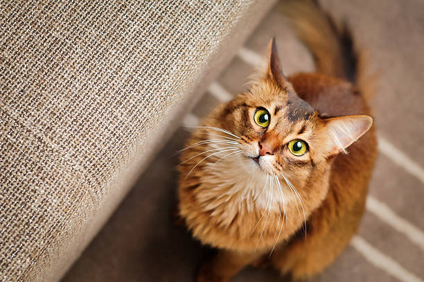 somali cat colors