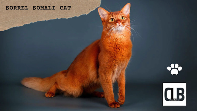 sorrel somali cat