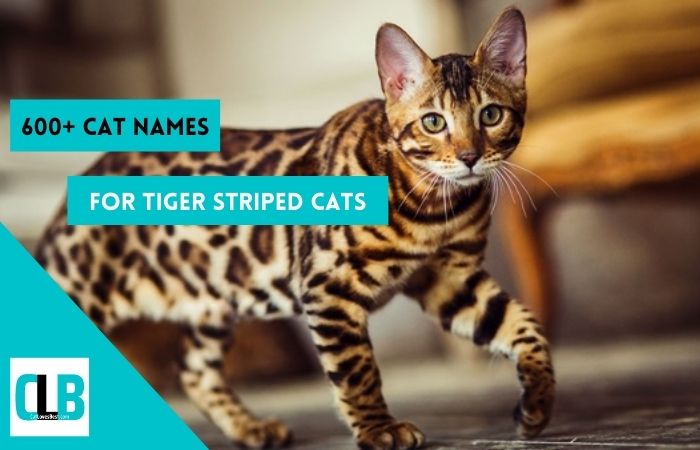 tiger striped cat names