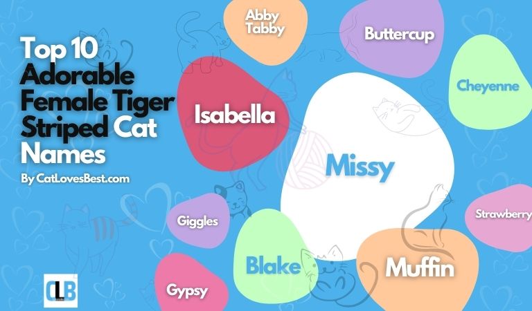 top 10 adorable female tiger striped cat names