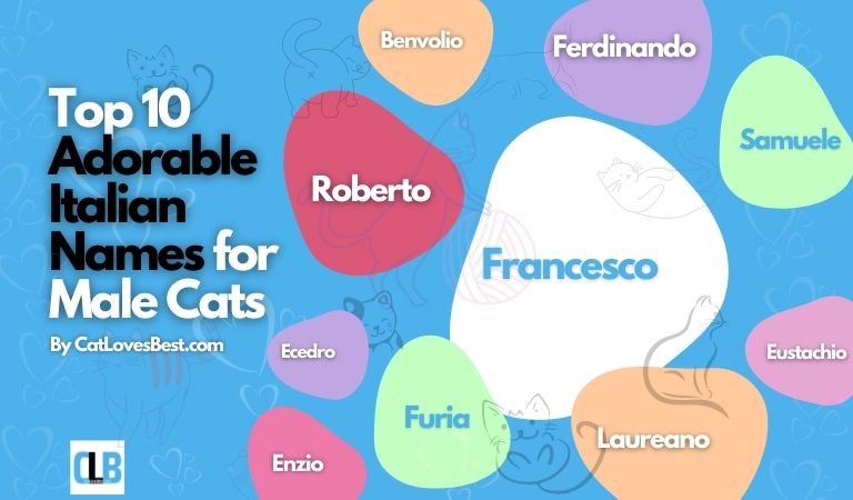 top 10 adorable italian names for male cats