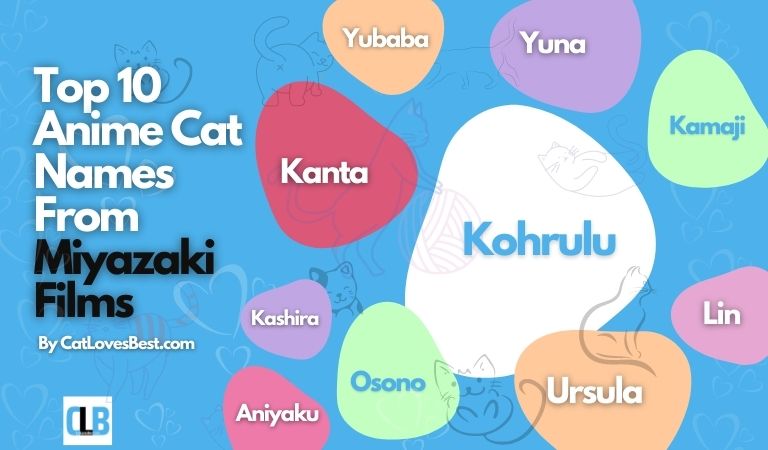 top 10 anime cat names from miyazaki films