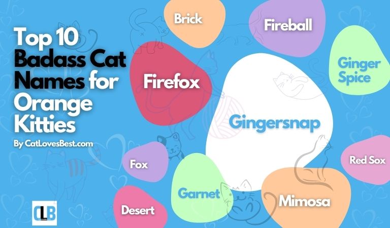 top 10 badass cat names for orange kitties