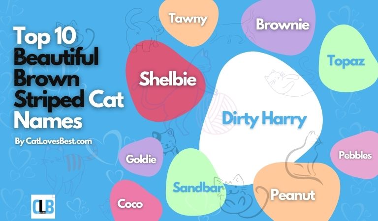 top 10 beautiful brown striped cat names
