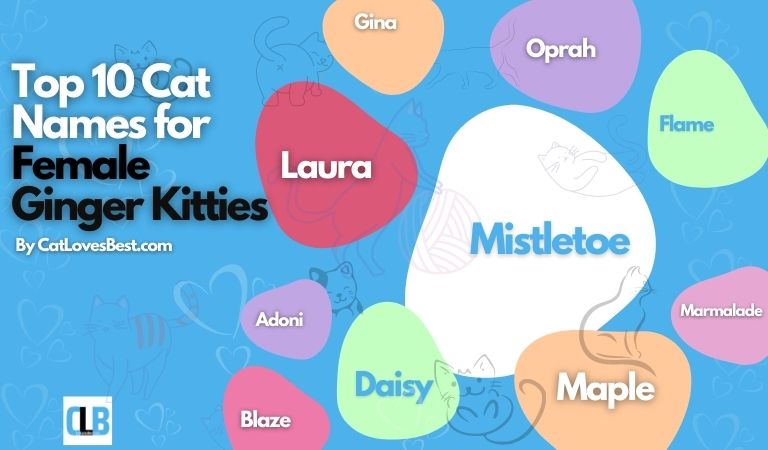 top 10 cat names for female ginger cats
