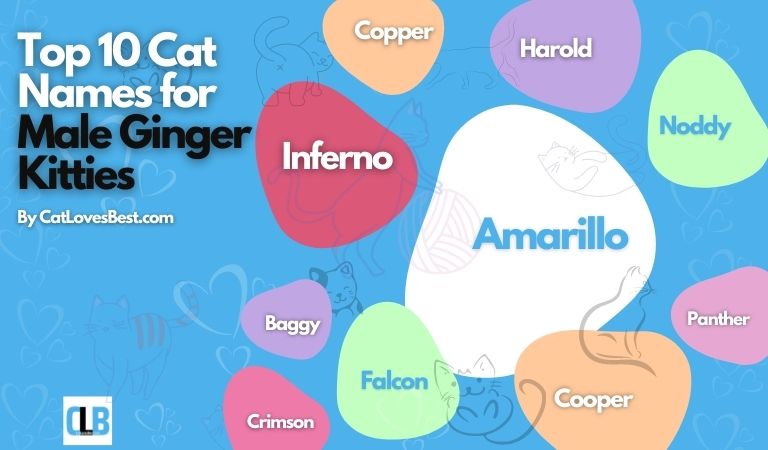 top 10 cat names for male ginger kitties