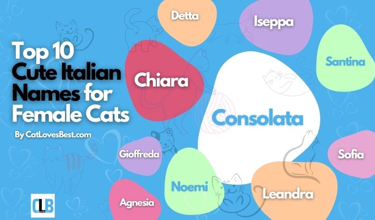 top 10 cute italian names for female cats