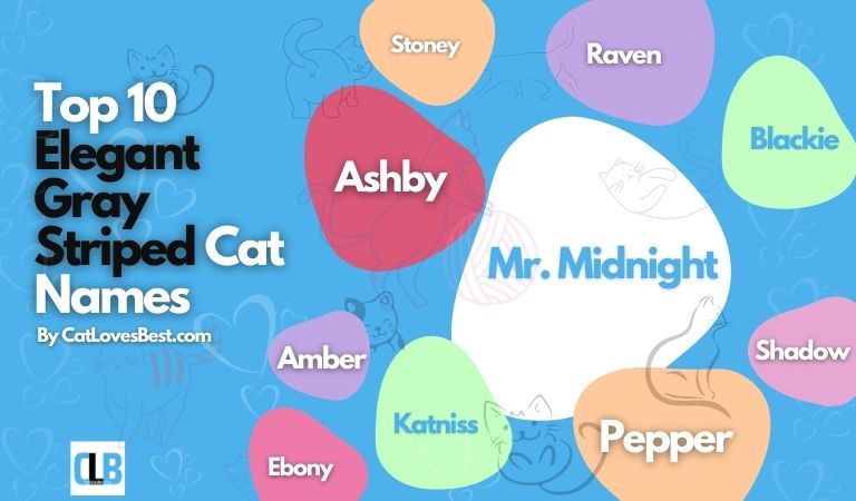 top 10 elegant gray striped cat names