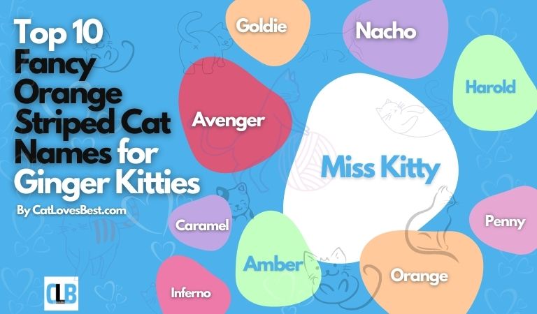 top 10 fancy orange striped cat names for ginger kitties